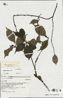 spécimen de Acalypha filiformis