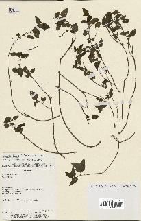 spécimen de Acalypha multicaulis