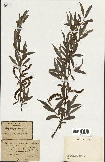 spécimen de Salix alba