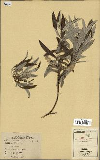 spécimen de Salix candida