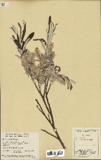 spécimen de Salix candida