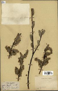 spécimen de Salix discolor