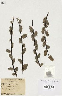 spécimen de Salix discolor