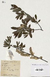 spécimen de Salix discolor
