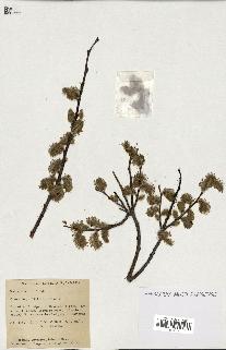 spécimen de Salix discolor