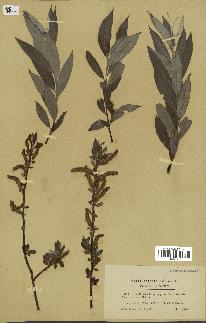 spécimen de Salix alba