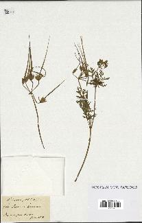 spécimen de Erodium ciconium
