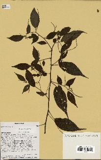 spécimen de Acalypha filiformis