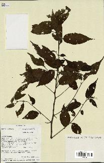 spécimen de Acalypha filiformis