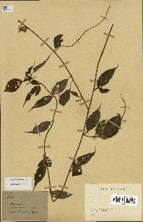 spécimen de Acalypha filiformis