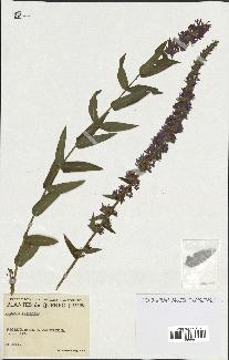 spécimen de Lythrum salicaria