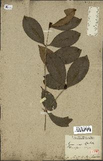 spécimen de Eugenia brasiliensis