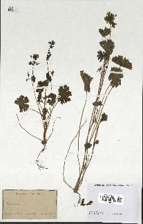 spécimen de Geranium sp.