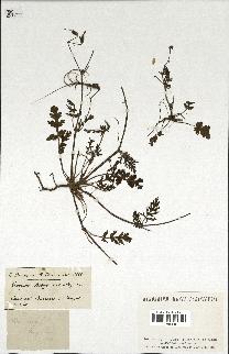spécimen de Erodium botrys