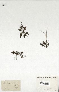 spécimen de Erodium botrys
