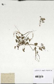 spécimen de Erodium guttatum