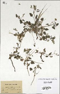 spécimen de Erodium guttatum