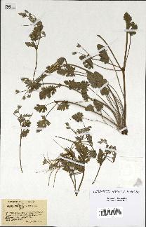 spécimen de Erodium guttatum