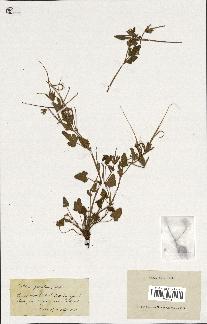 spécimen de Erodium guttatum