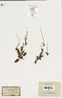 spécimen de Erodium botrys