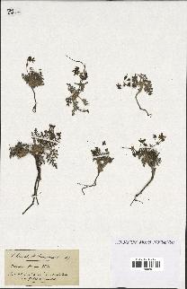 spécimen de Erodium hirtum