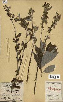 spécimen de Salix pedicellata