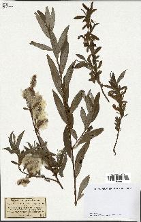 spécimen de Salix alba