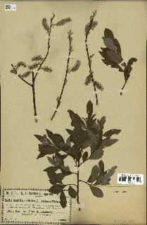 spécimen de Salix aurita x cinerea