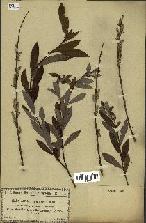 spécimen de Salix aurita x purpurea