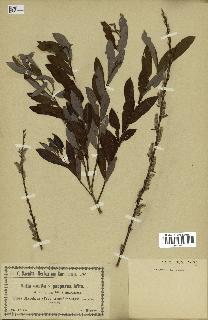 spécimen de Salix aurita x purpurea