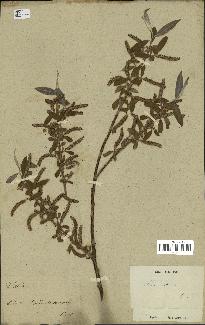 spécimen de Salix alba