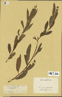 spécimen de Salix alba