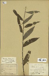 spécimen de Salix alba