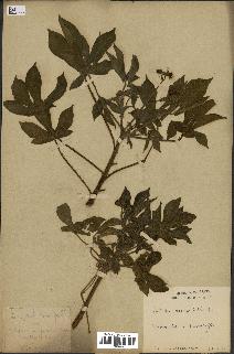 spécimen de Jatropha gossypiifolia