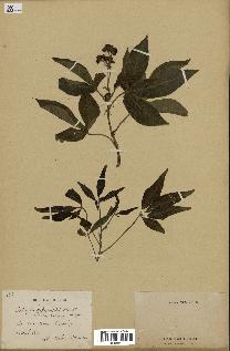 spécimen de Jatropha gossypiifolia