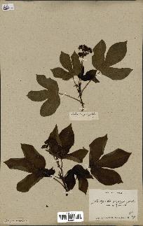 spécimen de Jatropha gossypiifolia