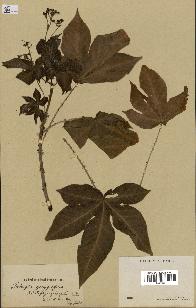 spécimen de Jatropha gossypiifolia