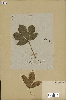 spécimen de Jatropha gossypiifolia