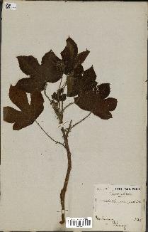 spécimen de Jatropha gossypiifolia