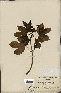 spécimen de Jatropha gossypiifolia