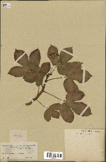 spécimen de Jatropha gossypiifolia