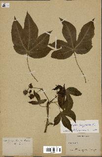 spécimen de Jatropha gossypiifolia