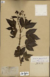 spécimen de Jatropha gossypiifolia