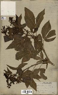 spécimen de Jatropha gossypiifolia