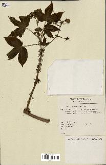 spécimen de Jatropha gossypiifolia