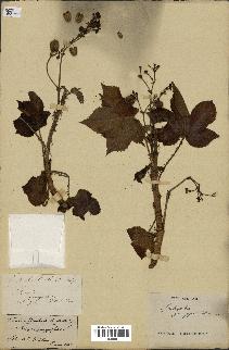 spécimen de Jatropha gossypiifolia