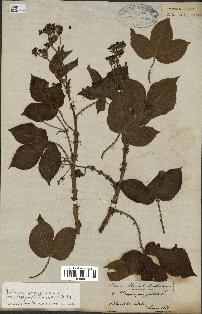 spécimen de Jatropha gossypiifolia