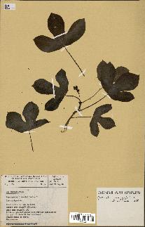 spécimen de Jatropha gossypiifolia