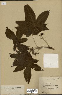 spécimen de Jatropha gossypiifolia