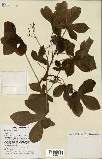 spécimen de Jatropha gossypiifolia